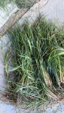 高度28厘米麦冬