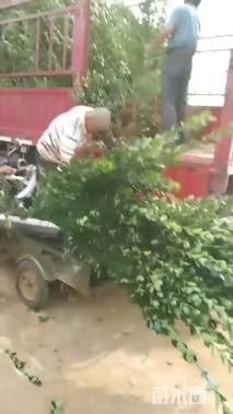 高度80厘米北海道黄杨