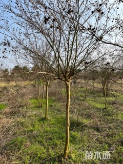 高度200厘米红花紫薇