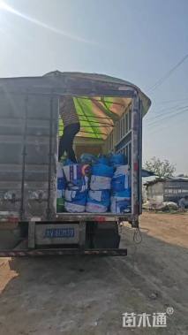 高度50厘米西伯利亚鸢尾