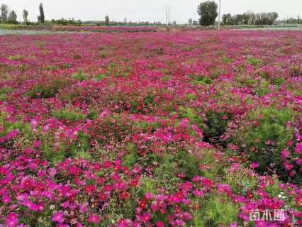 高度30厘米波斯菊