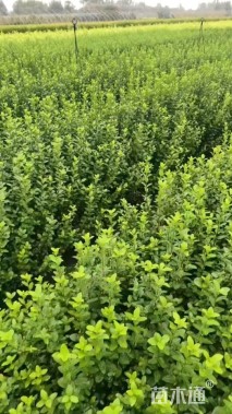 高度60厘米卫矛