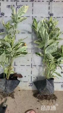 高度25厘米花叶栀子