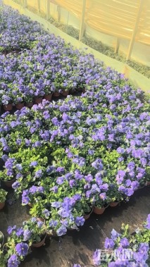 高度20厘米三色堇