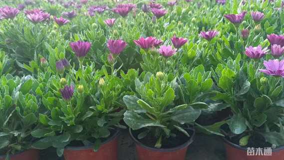 高度15厘米南非万寿菊