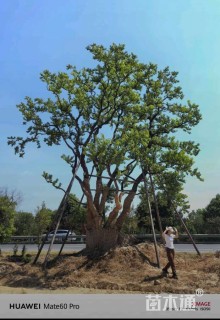 120公分(5杆)丛生乌桕