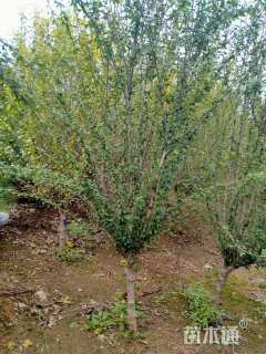 高度250厘米木槿