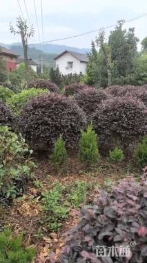 冠幅140厘米红花继木球