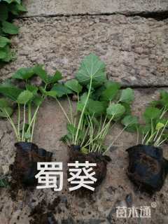 高度20厘米蜀葵