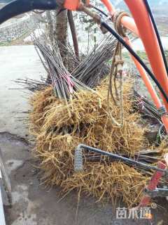 高度60厘米鸡脚连