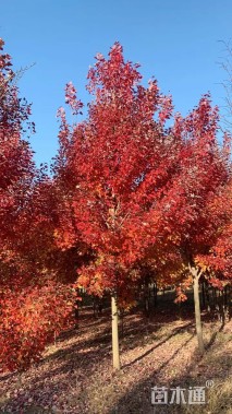 4公分美国红枫-红冠