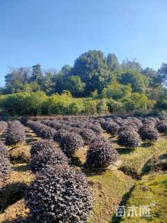 冠幅80厘米红花继木球