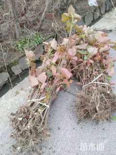 高度50厘米山麻杆