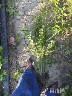 高度40厘米小叶女贞