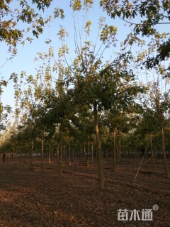8公分金叶复叶槭