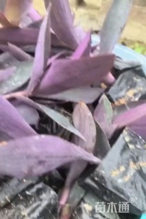 高度15厘米紫叶鸭趾草