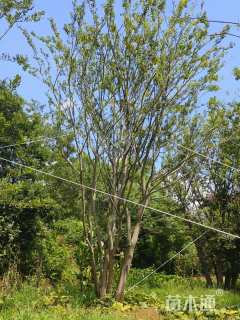 14公分(5杆)丛生朴树