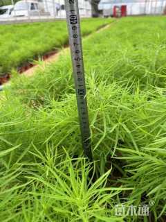 高度15厘米地肤