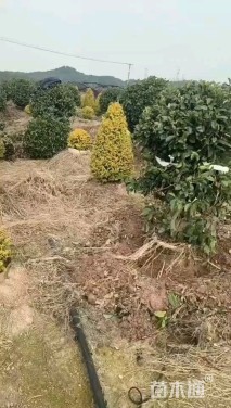 冠幅120厘米含笑球