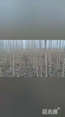4公分杨树