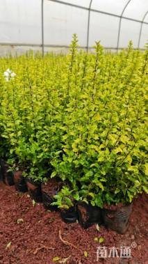 高度25厘米巴西野牡丹