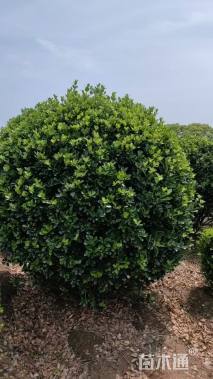 冠幅250厘米大叶黄杨球