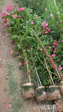 100厘米藤本月季