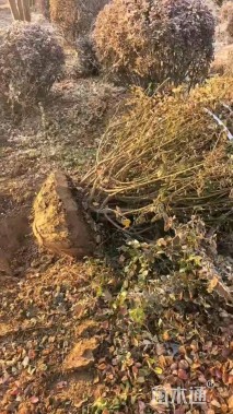 冠幅180厘米卫矛球