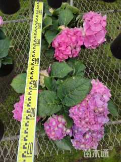 高度31厘米绣球