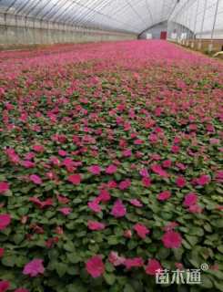 高度15厘米非洲凤仙