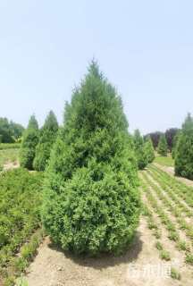 高度350厘米塔桧