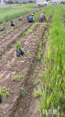 高度30厘米黄菖蒲