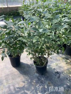 高度50厘米醉鱼草