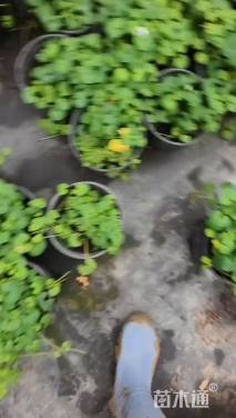 高度5厘米肾叶堇