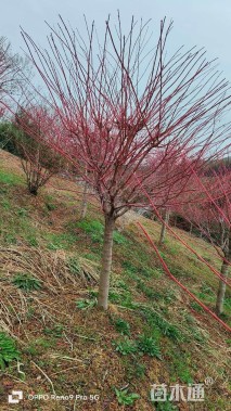 高度350厘米赤枫