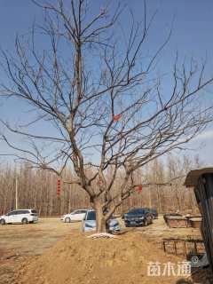 100公分丛生朴树