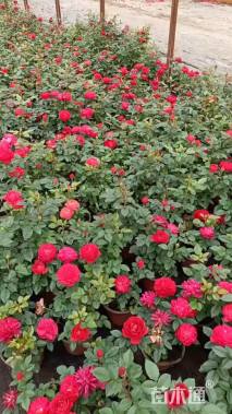 高度20厘米月季