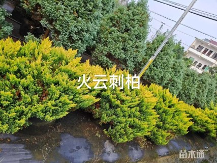 高度30厘米刺柏