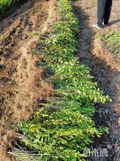 高度40厘米金叶女贞