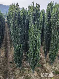 高度150厘米直立冬青