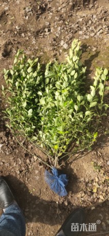 高度70厘米卫矛