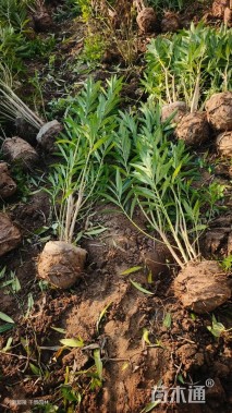 高度150厘米夹竹桃