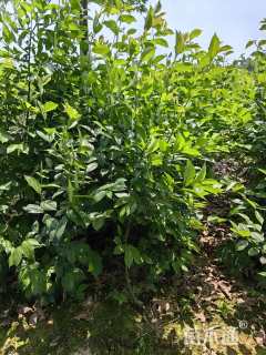 高度1.5厘米朴树小苗