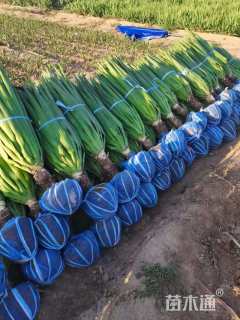 高度80厘米剑麻