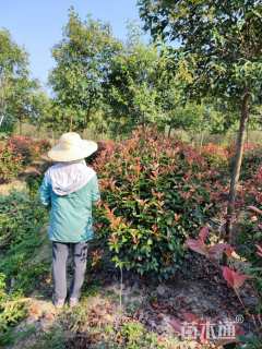 冠幅150厘米红叶石楠球