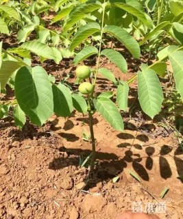 高度70厘米核桃小苗