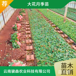 高度9厘米丰花月季