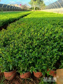 高度15厘米满天星