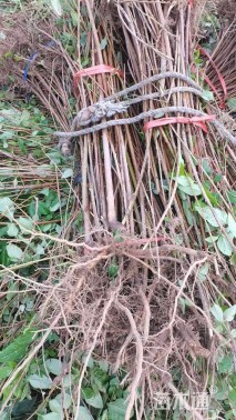 高度1500厘米连翘