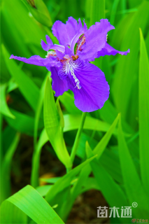 高度30厘米蓝花鸢尾